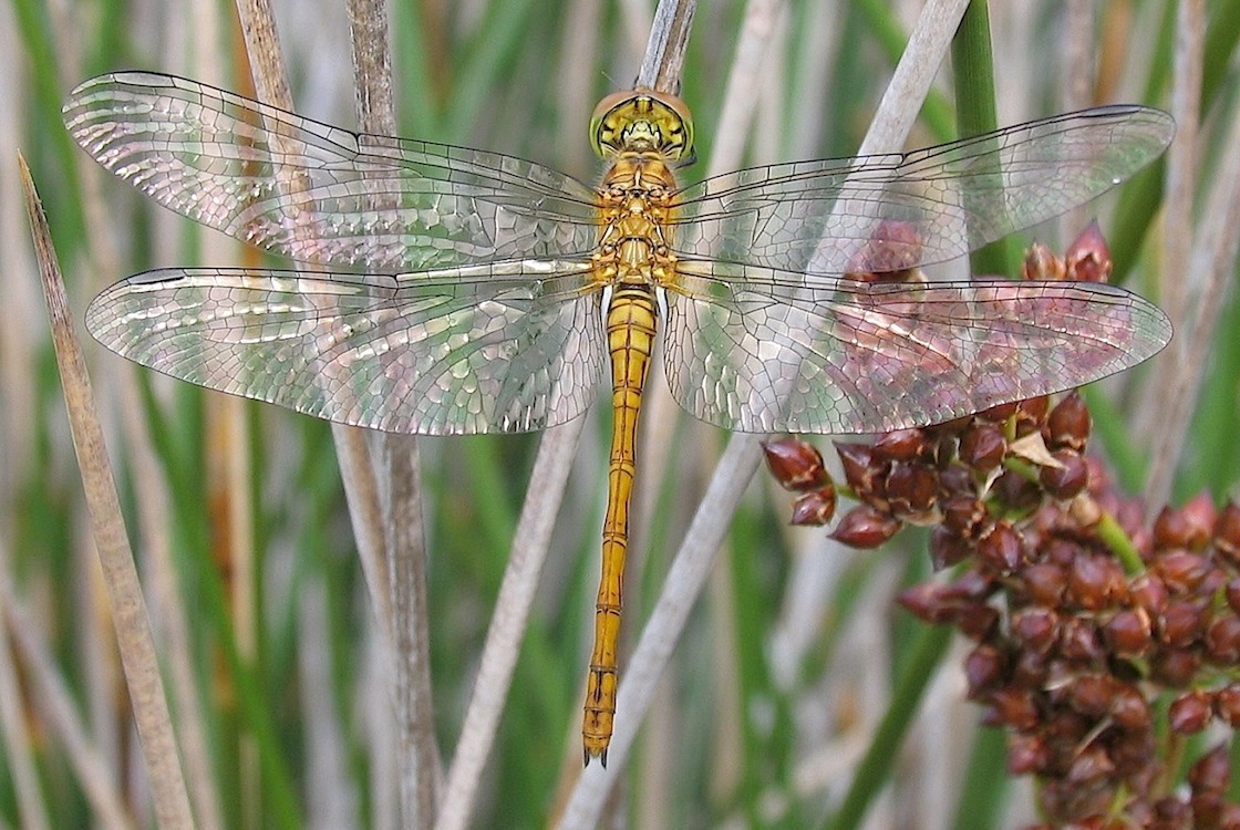 Parliamo di: Scheda Sympetrum striolatum